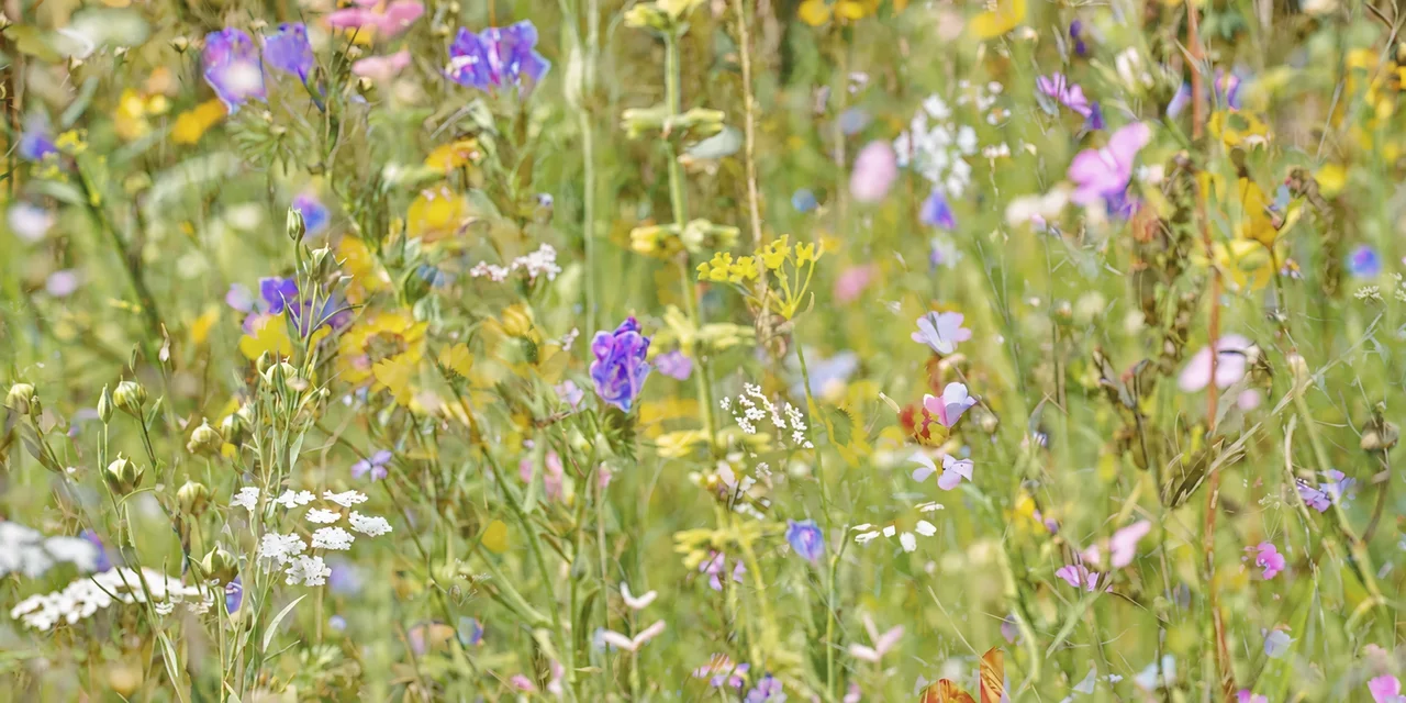 Wildflowers in a sunlit meadow