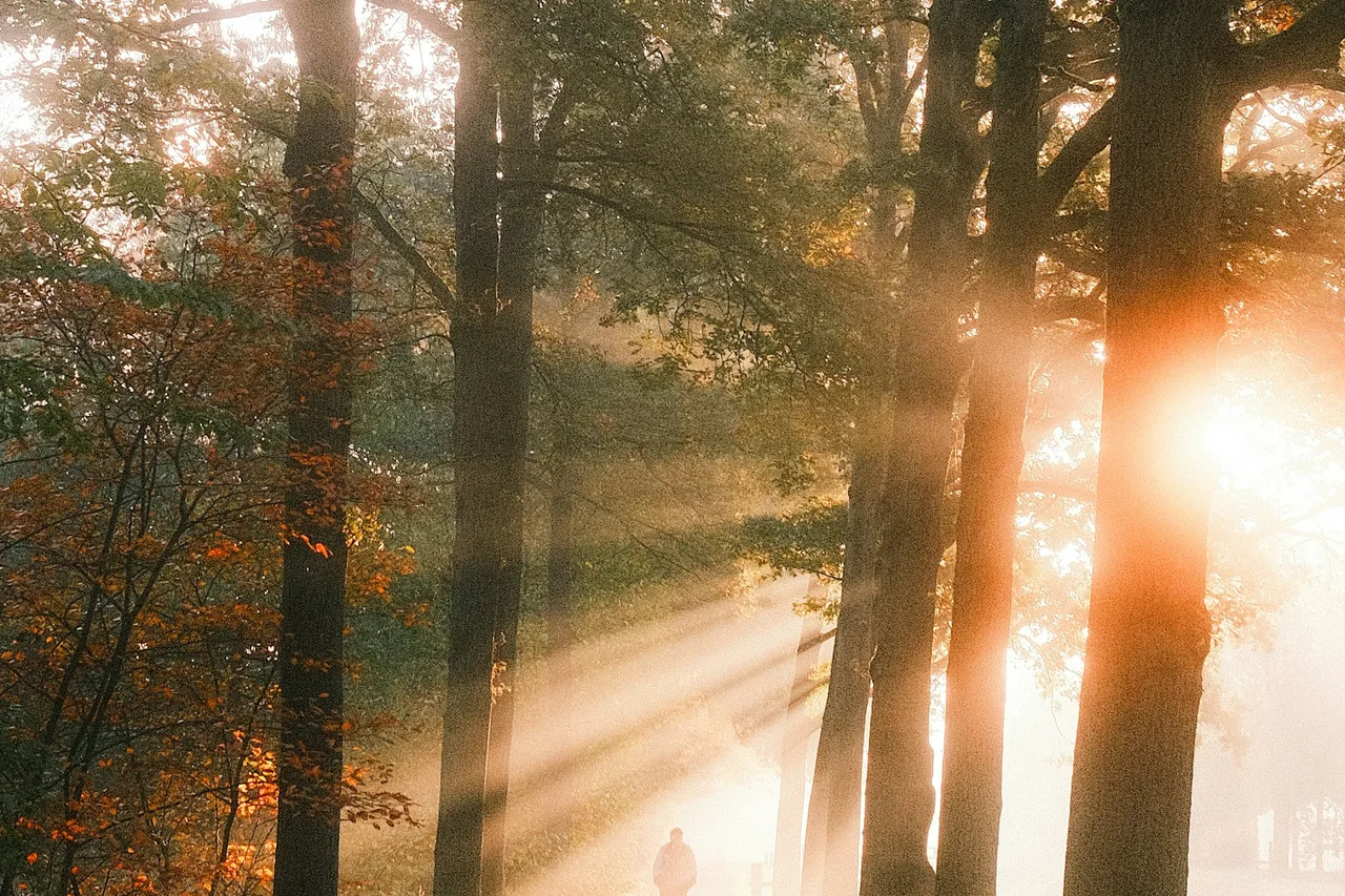 Sunlit woodland path